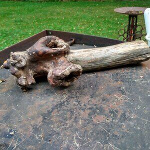 Unique Real Wood Tree Knot Burl on a Limb Rustic Taxidermy Garden Accent Art
